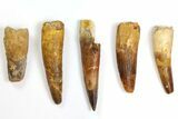 Lot: to Bargain Spinosaurus Teeth - Pieces #141565-1